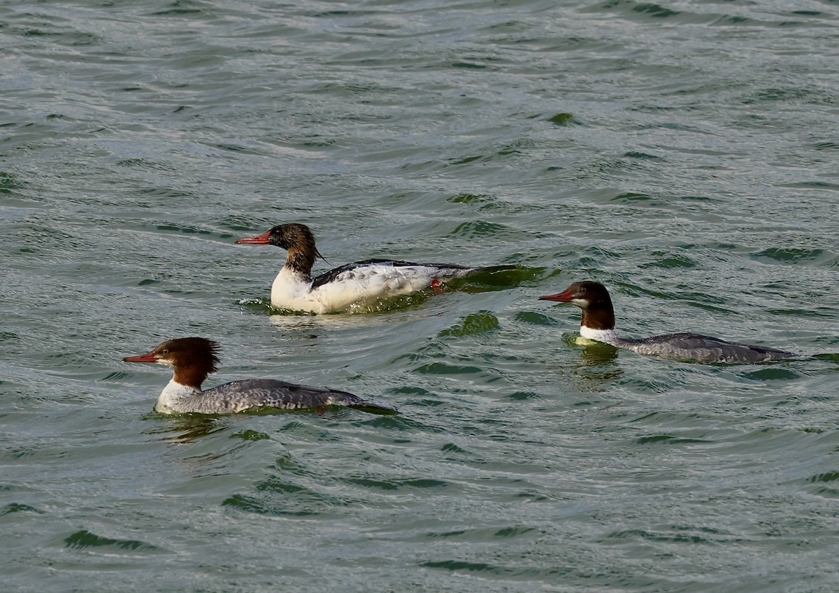 morčák velký - ML644752058