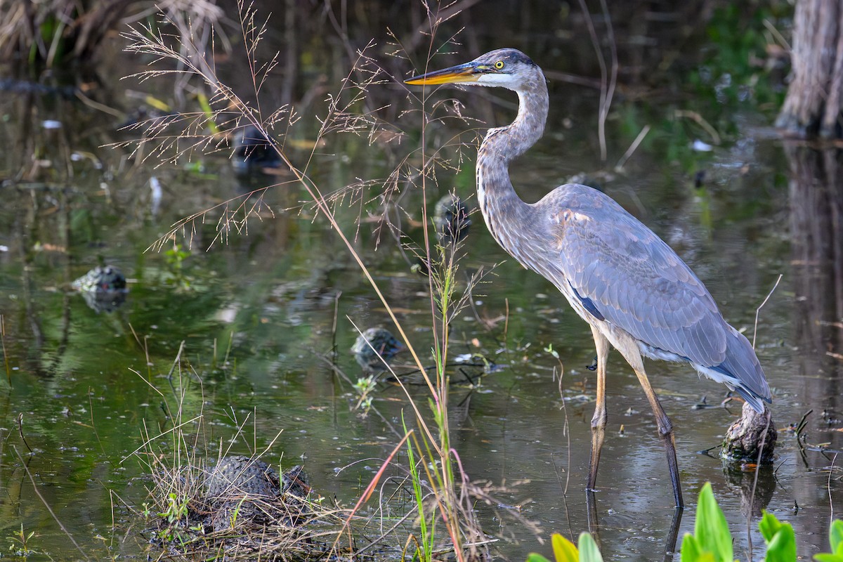 Great Blue Heron - ML644752060