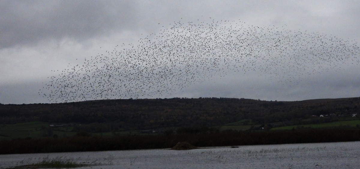 European Starling - ML644752065