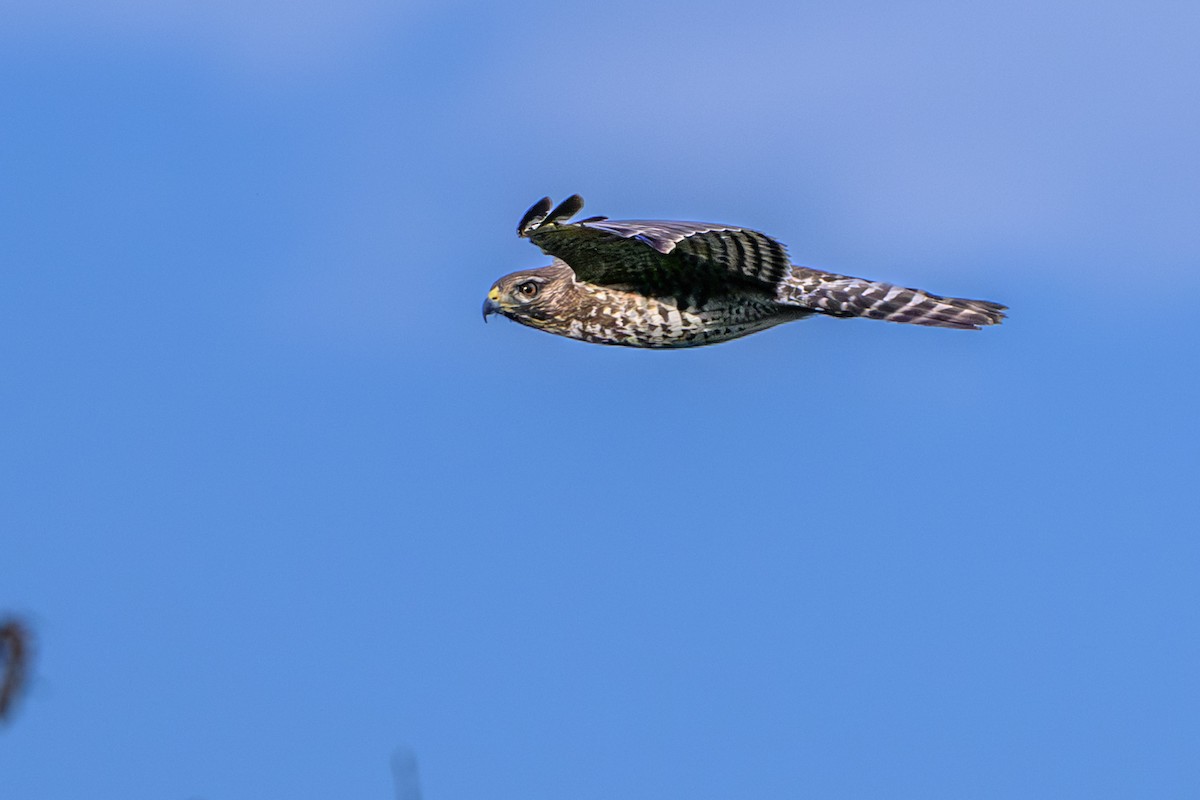 Red-shouldered Hawk - ML644752066