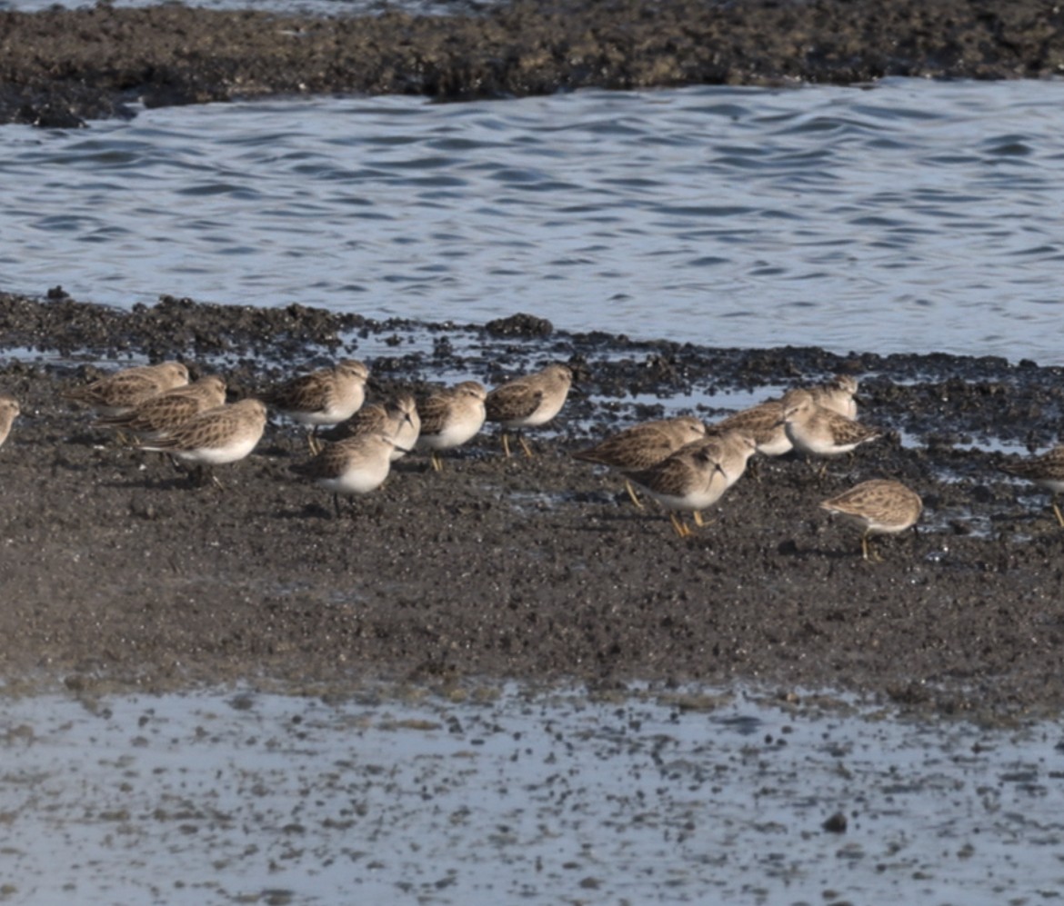 jespák drobný - ML644752074