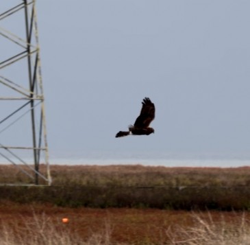 moták severoamerický - ML644752079