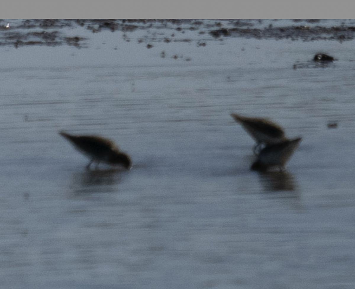 Least Sandpiper - ML644752085