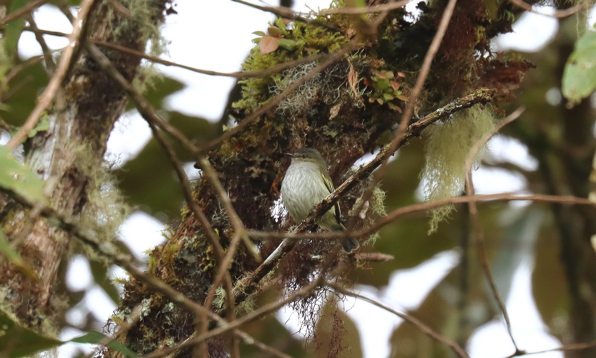 Mistletoe Tyrannulet - ML644752087