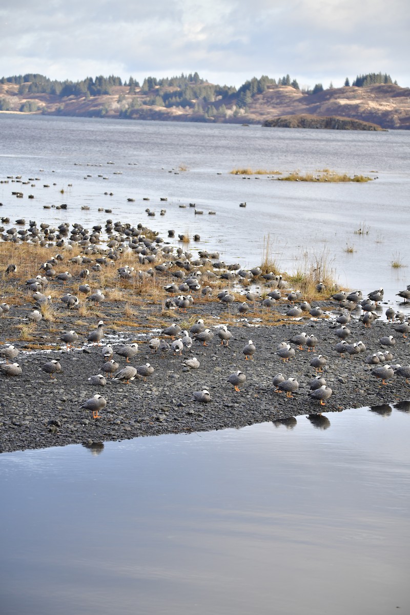 Emperor Goose - ML644752091