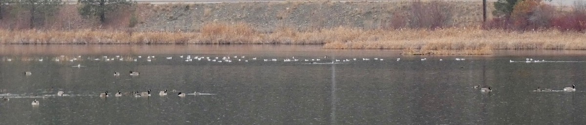 Bonaparte's Gull - ML644752092
