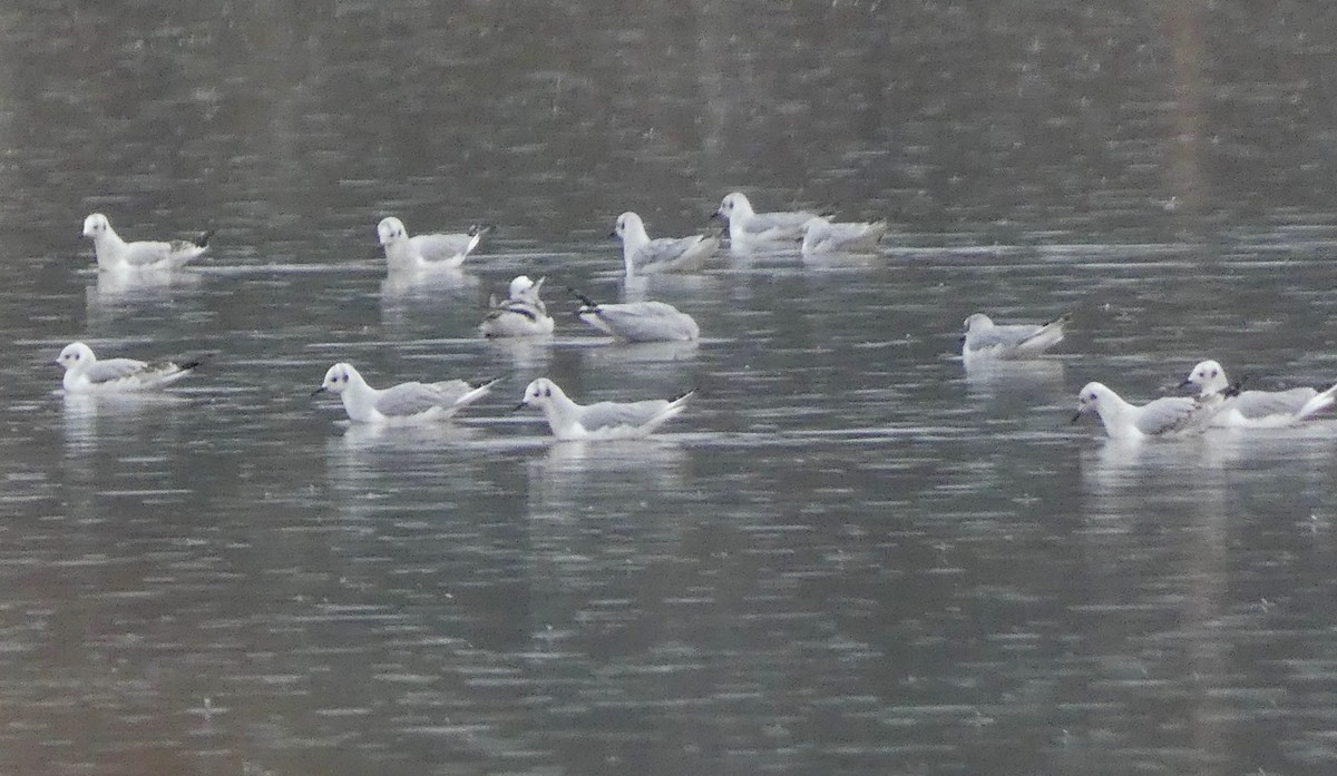 Bonaparte's Gull - ML644752096