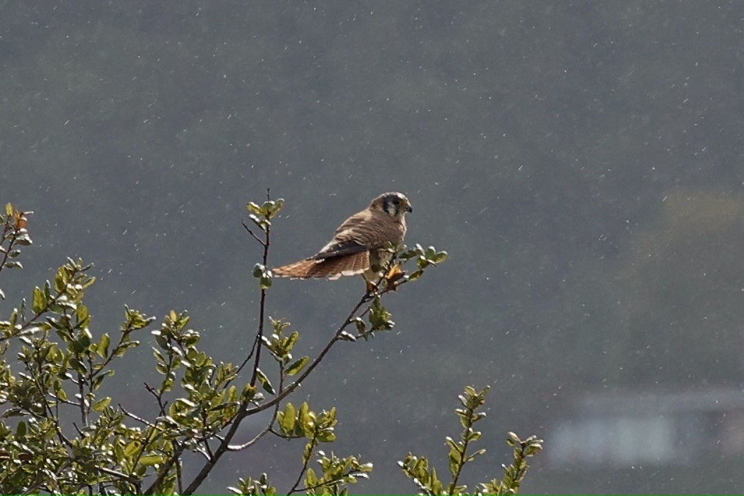 poštolka pestrá [skupina sparverius] - ML644752097