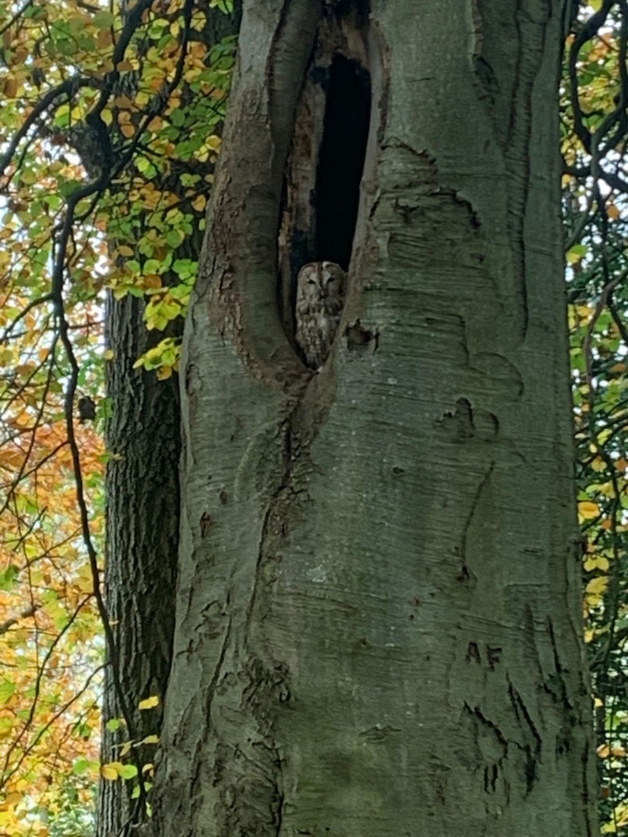 kattugle - ML644752102