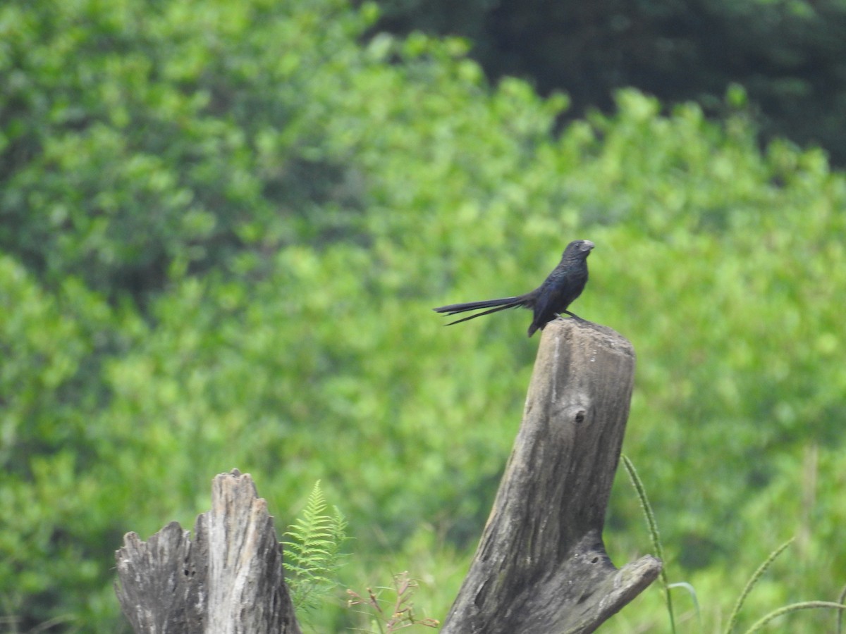 ミゾハシカッコウ - ML644752107