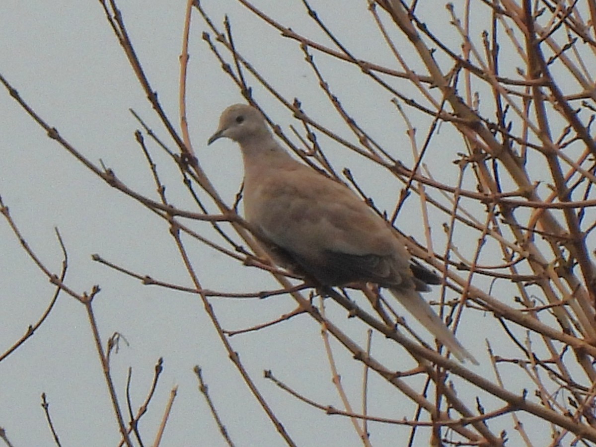 Eurasian Collared-Dove - ML644752112