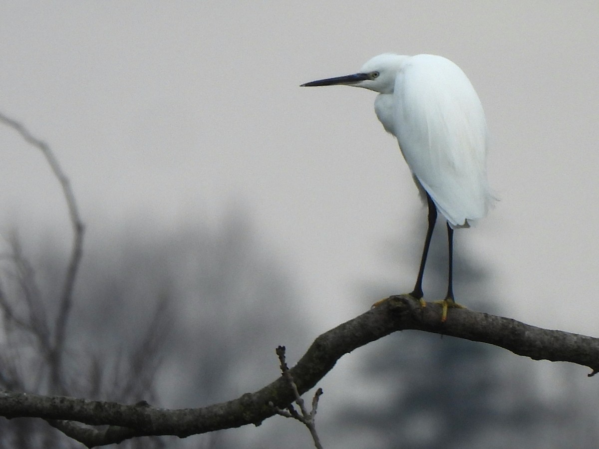 Little Egret (Western) - ML644752115