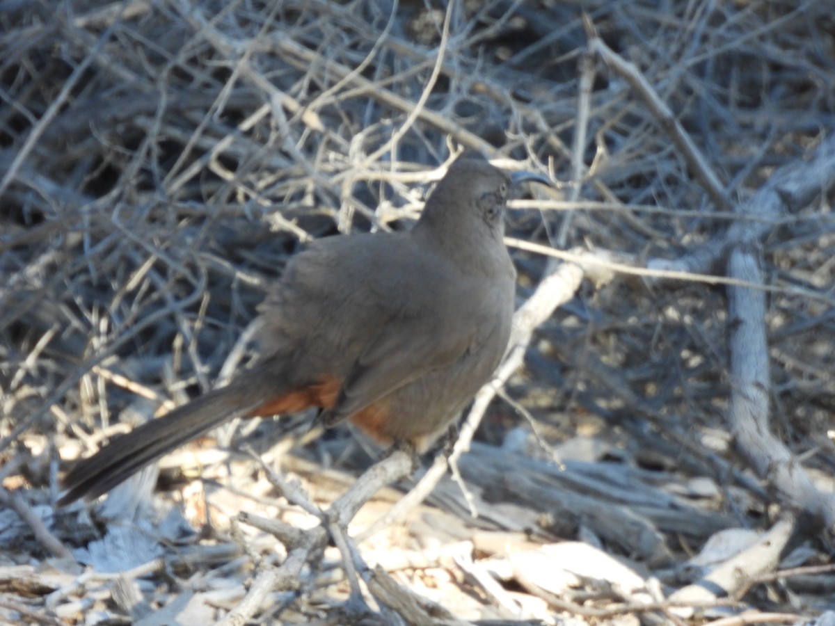 Crissal Thrasher - ML644752116