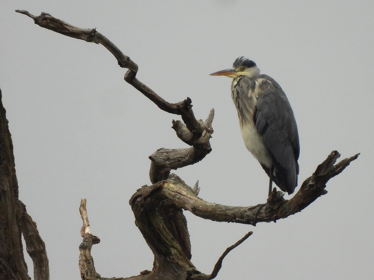 Gray Heron (Gray) - ML644752119