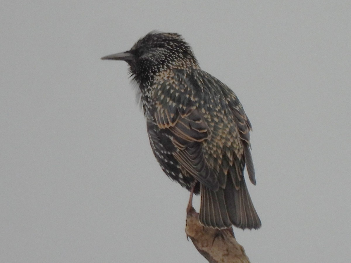 European Starling - ML644752120