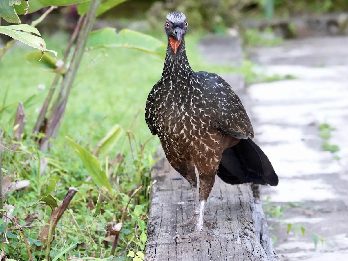 Dusky-legged Guan - ML644752125