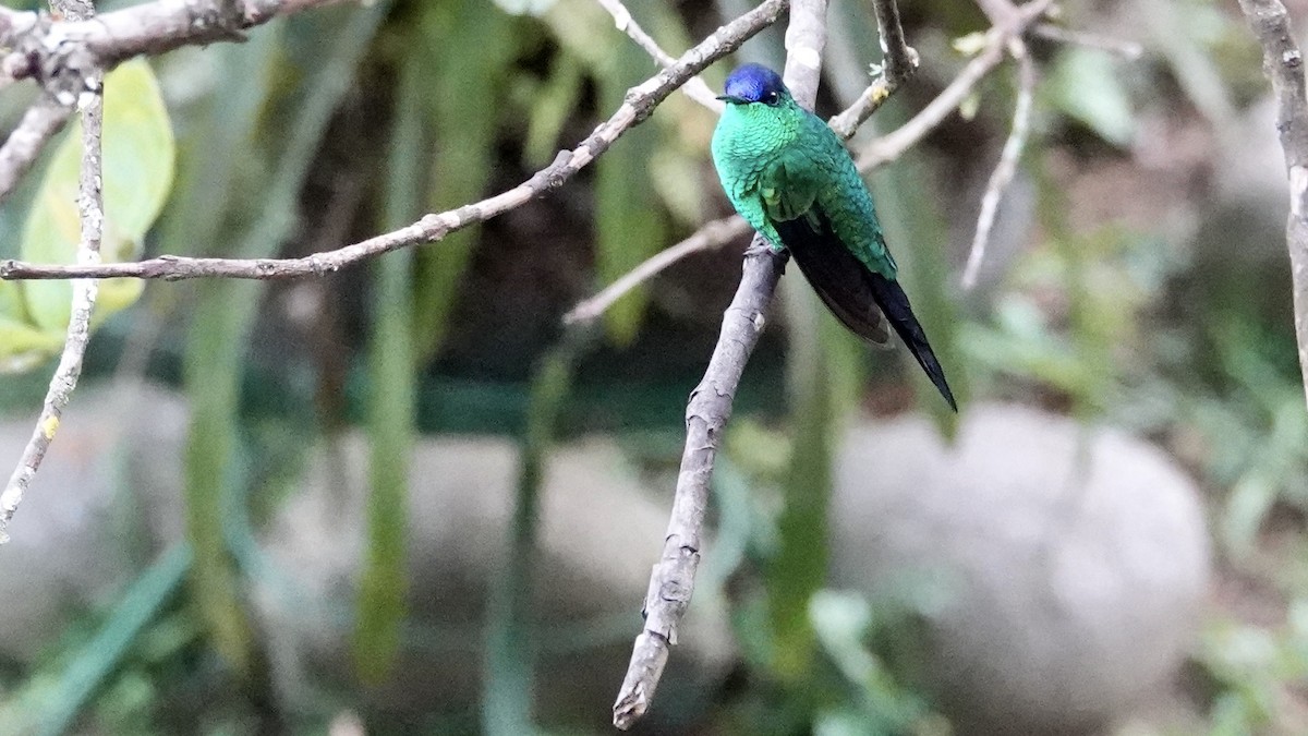 Violet-capped Woodnymph - ML644752132