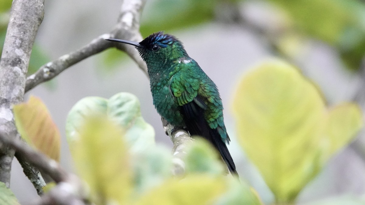 Violet-capped Woodnymph - ML644752133