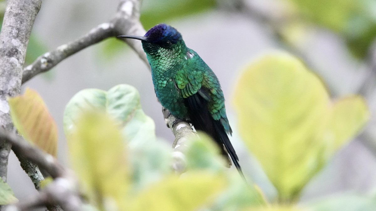 Violet-capped Woodnymph - ML644752134