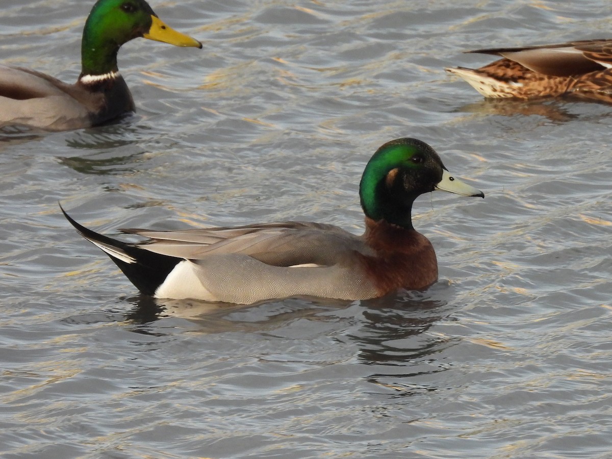 American Wigeon x Mallard (hybrid) - ML644752153