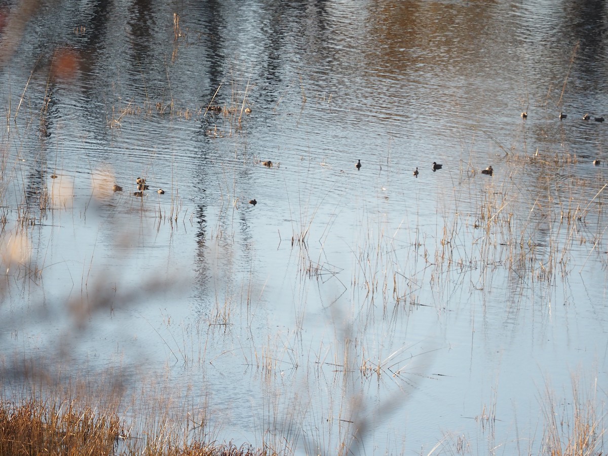 アメリカヒドリ - ML644752156