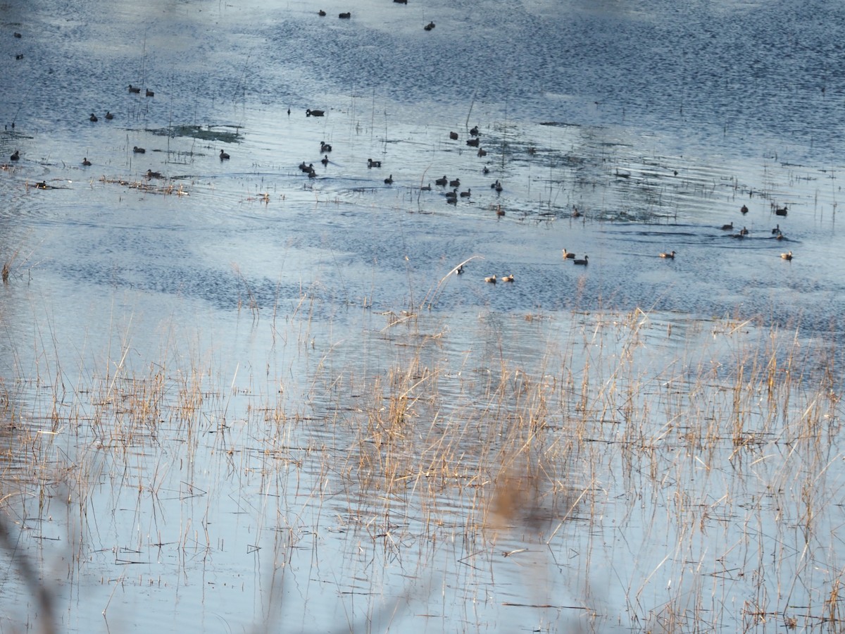 アメリカヒドリ - ML644752157