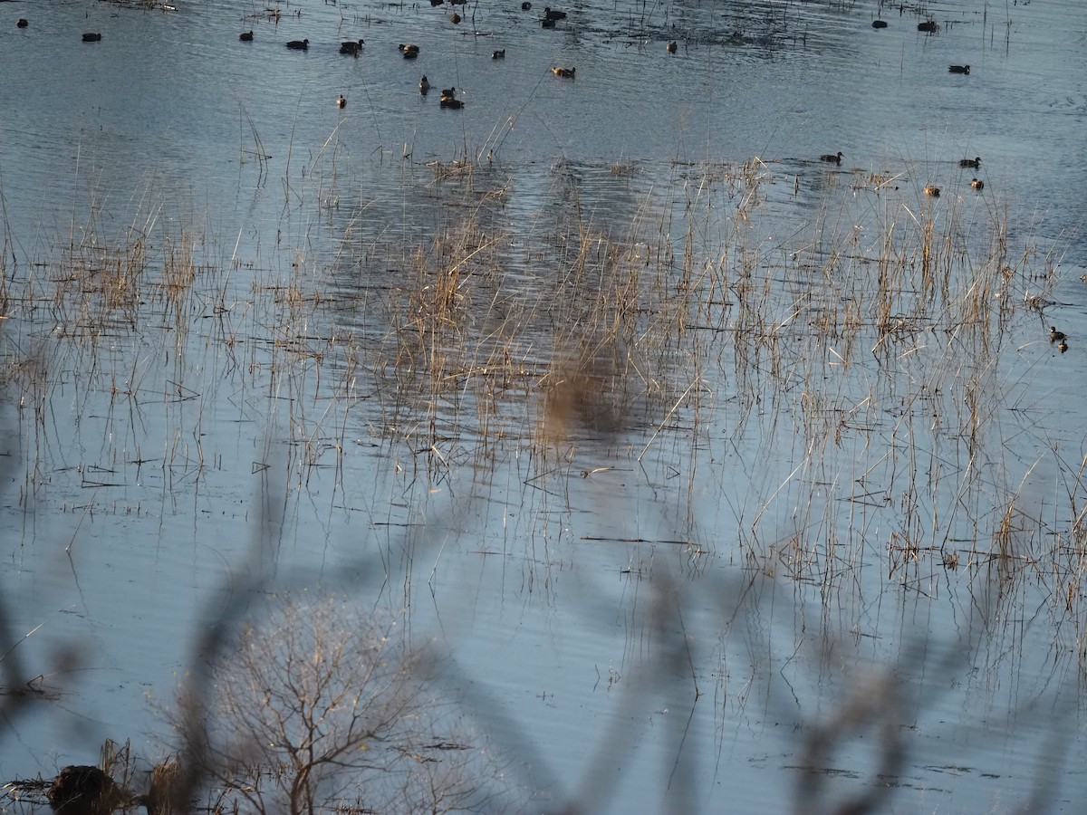 アメリカヒドリ - ML644752159