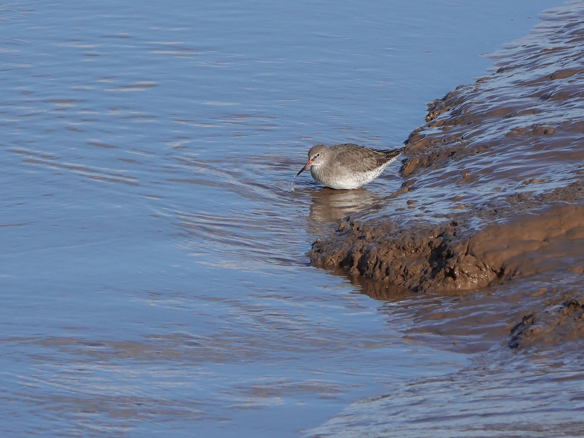 Common Redshank - ML644752167