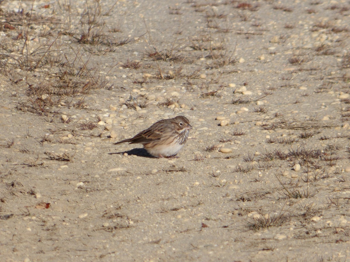 vesperspurv - ML644752171