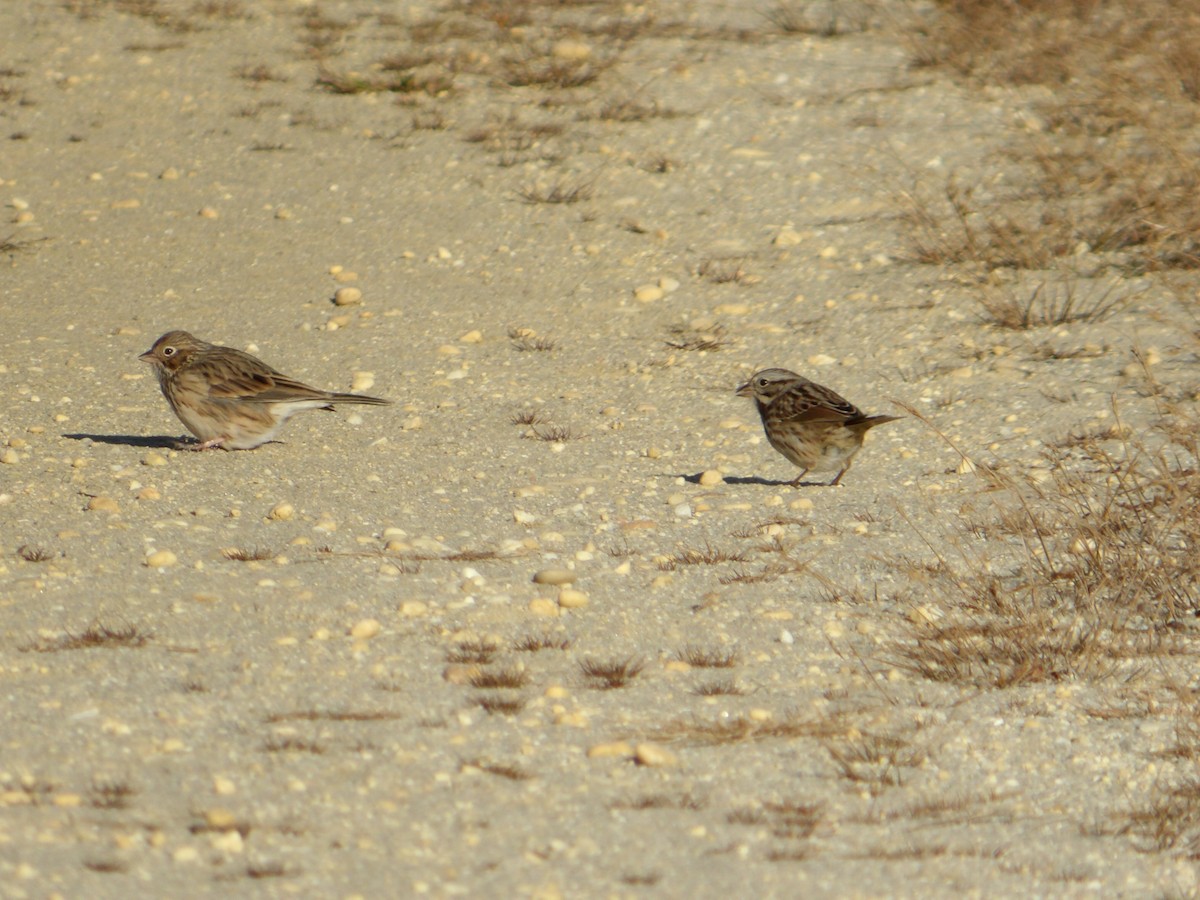 vesperspurv - ML644752172