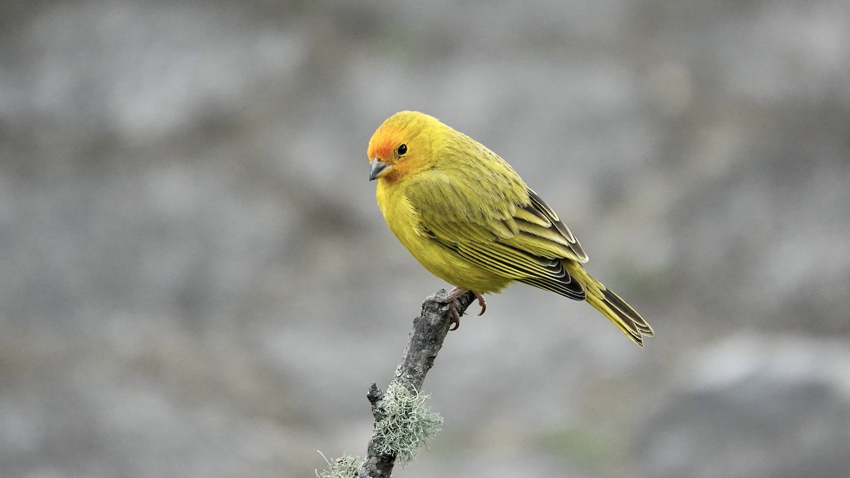 Saffron Finch - ML644752174
