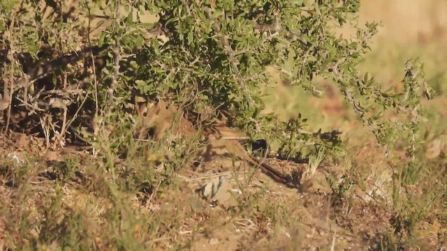 Scale-throated Earthcreeper - ML644752184