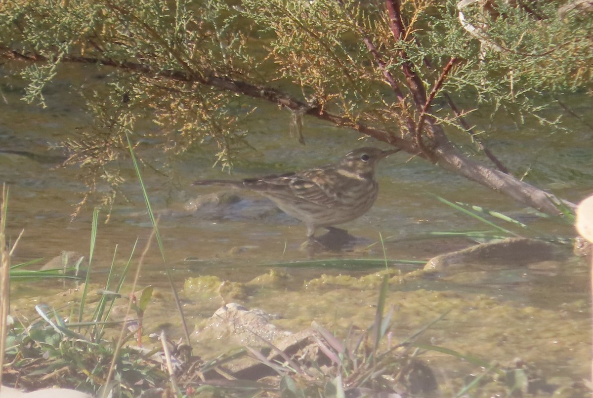 Pipit spioncelle - ML644752186