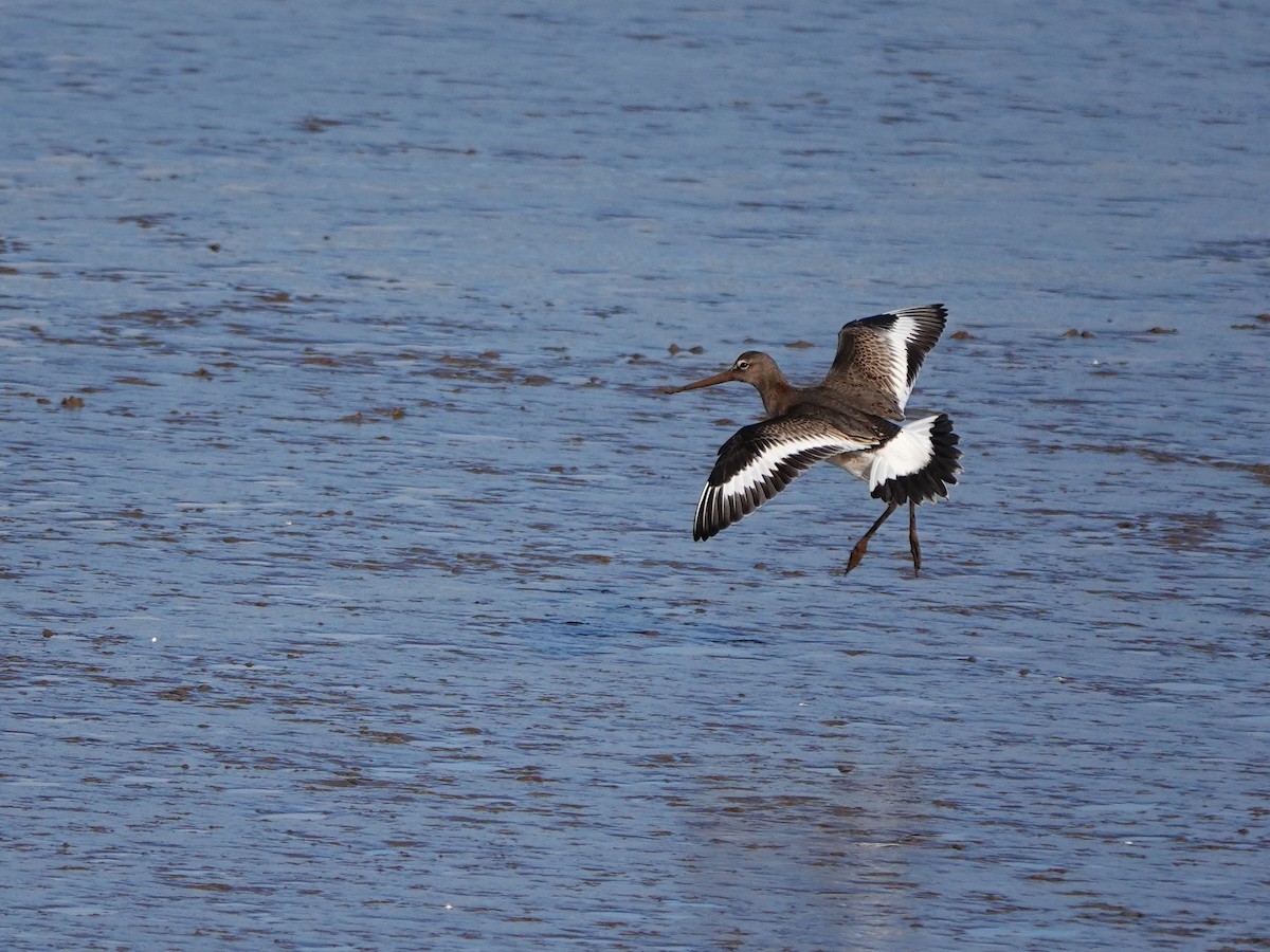 Black-tailed Godwit - ML644752192
