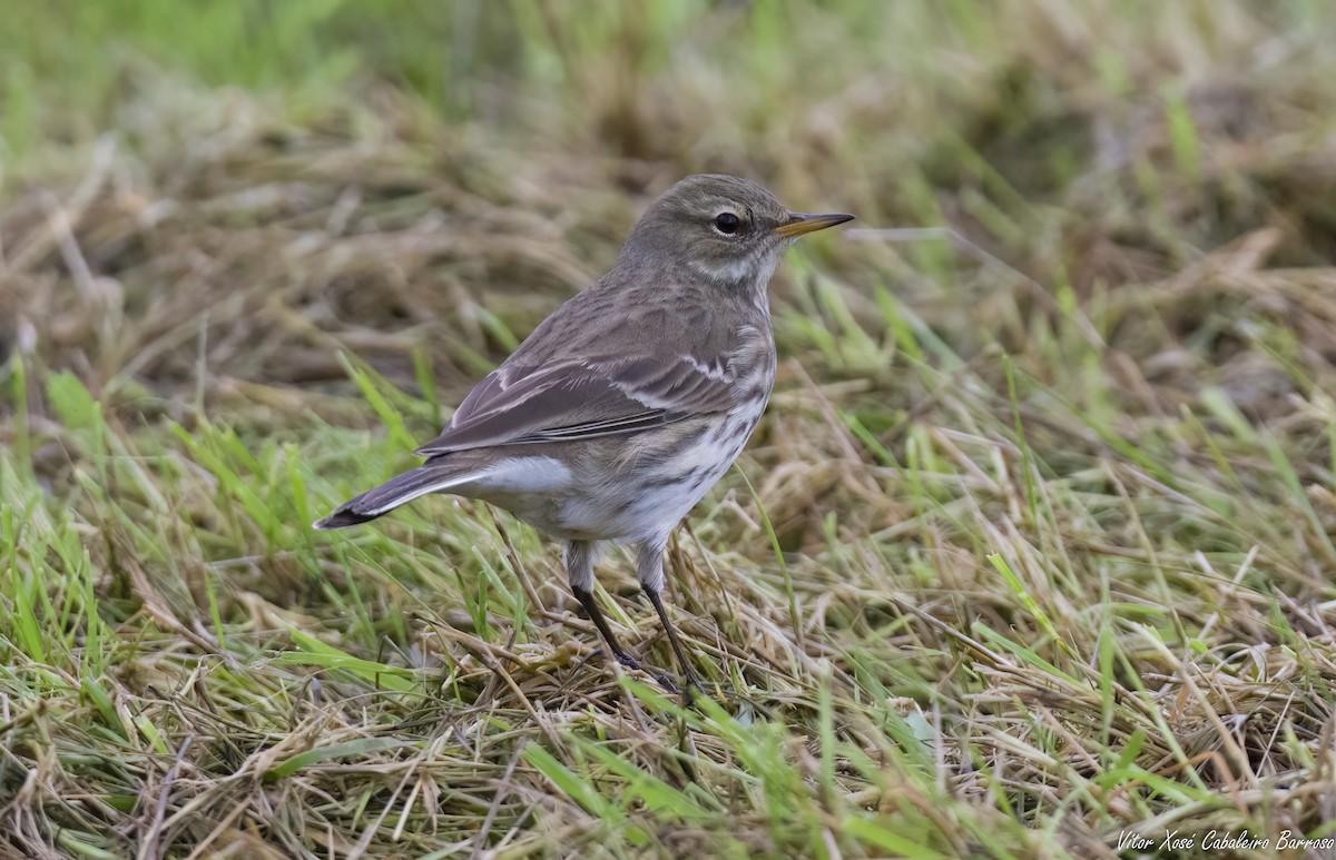 Pipit spioncelle - ML644752200