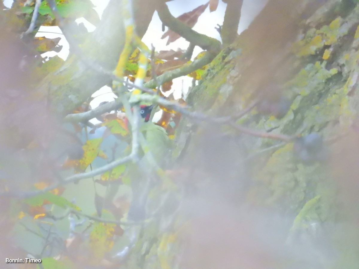 נקר ירוק - ML644752203