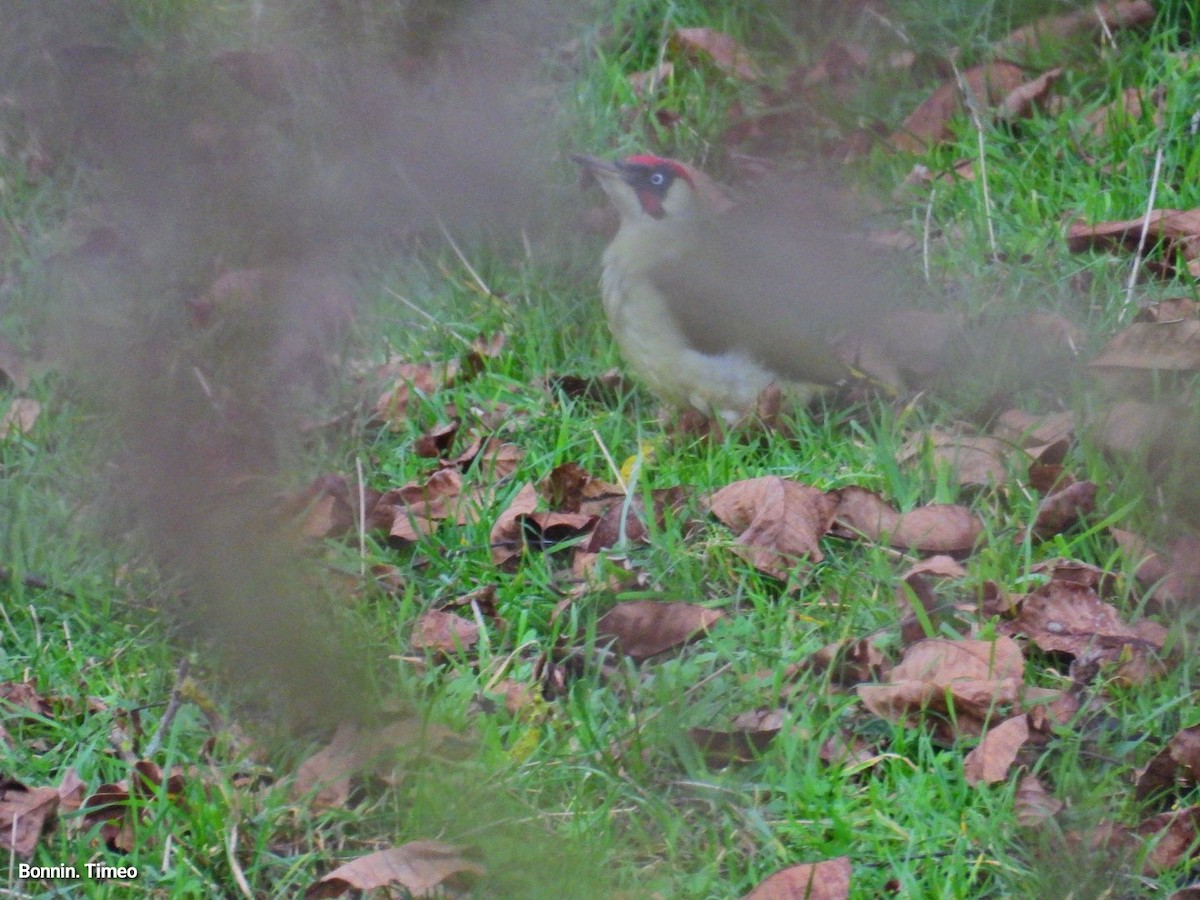 נקר ירוק - ML644752204