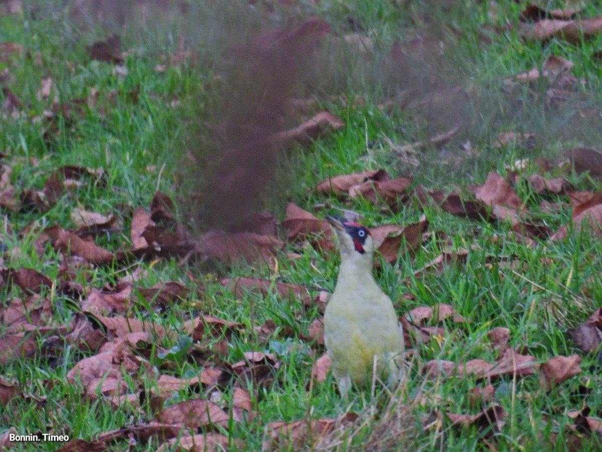 נקר ירוק - ML644752205