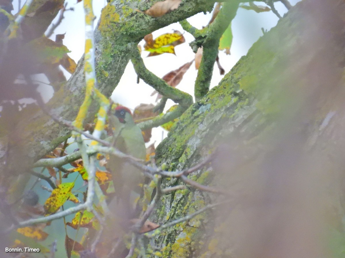 נקר ירוק - ML644752206