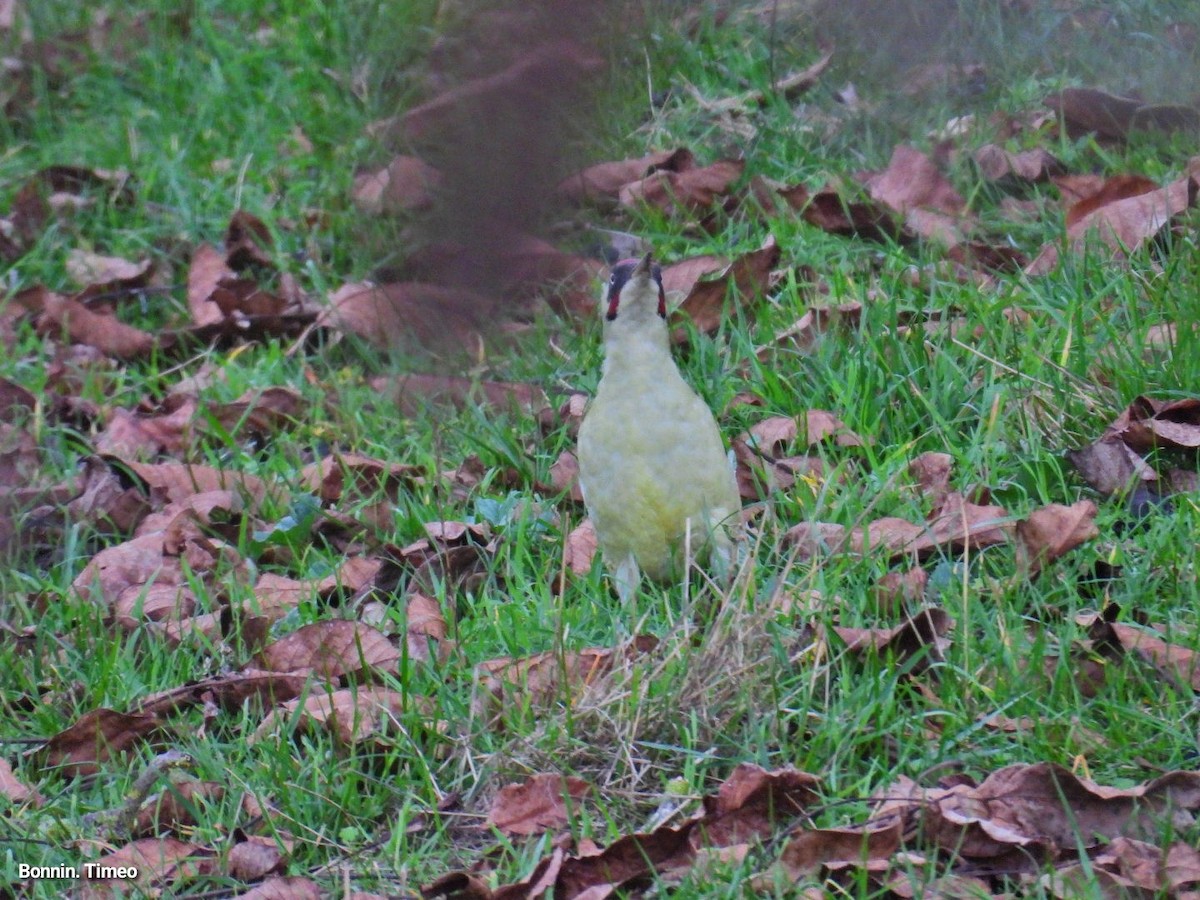 Eurasian Green Woodpecker - ML644752207