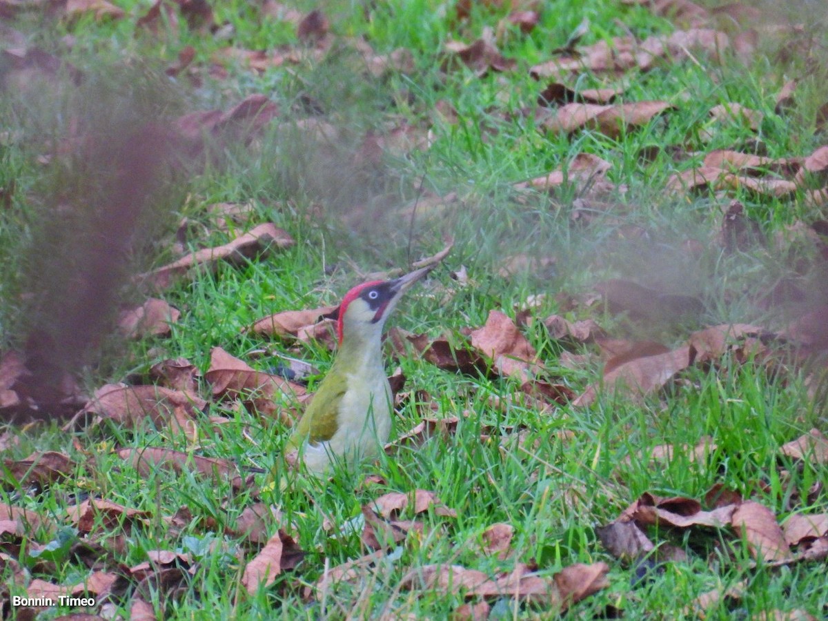 נקר ירוק - ML644752208
