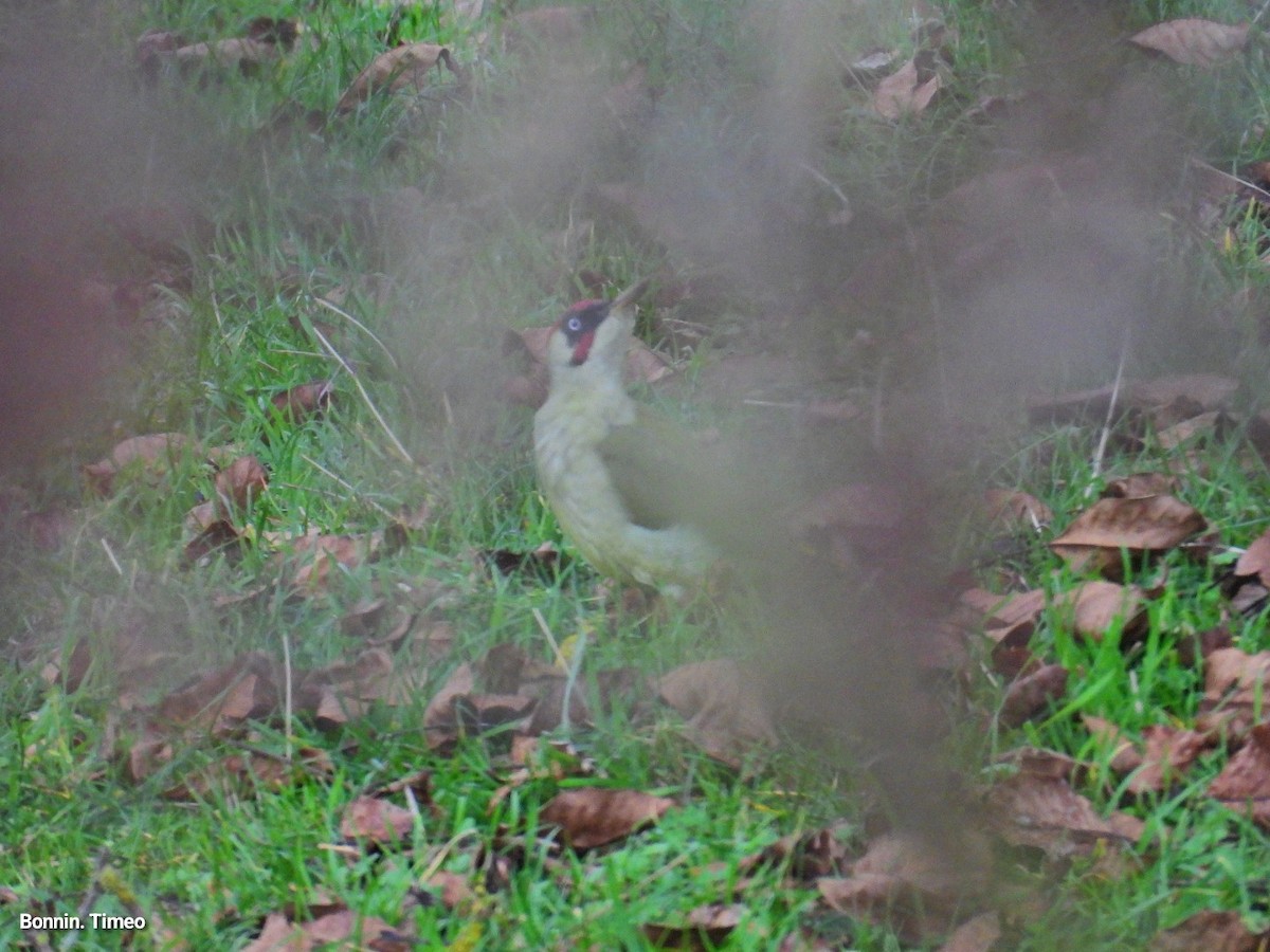 נקר ירוק - ML644752209