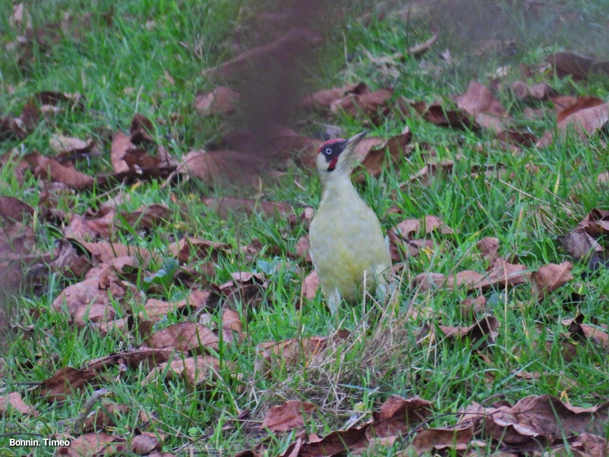 נקר ירוק - ML644752210