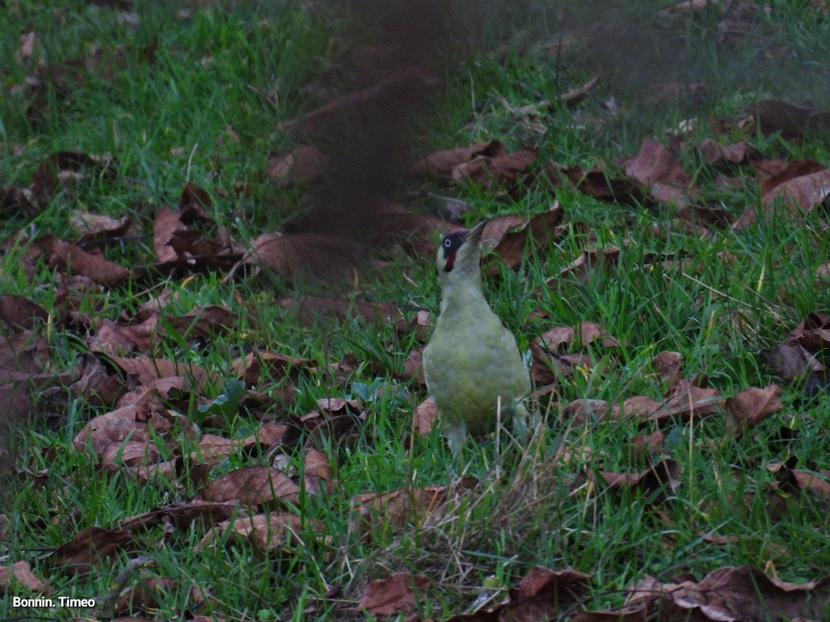 Eurasian Green Woodpecker - ML644752211