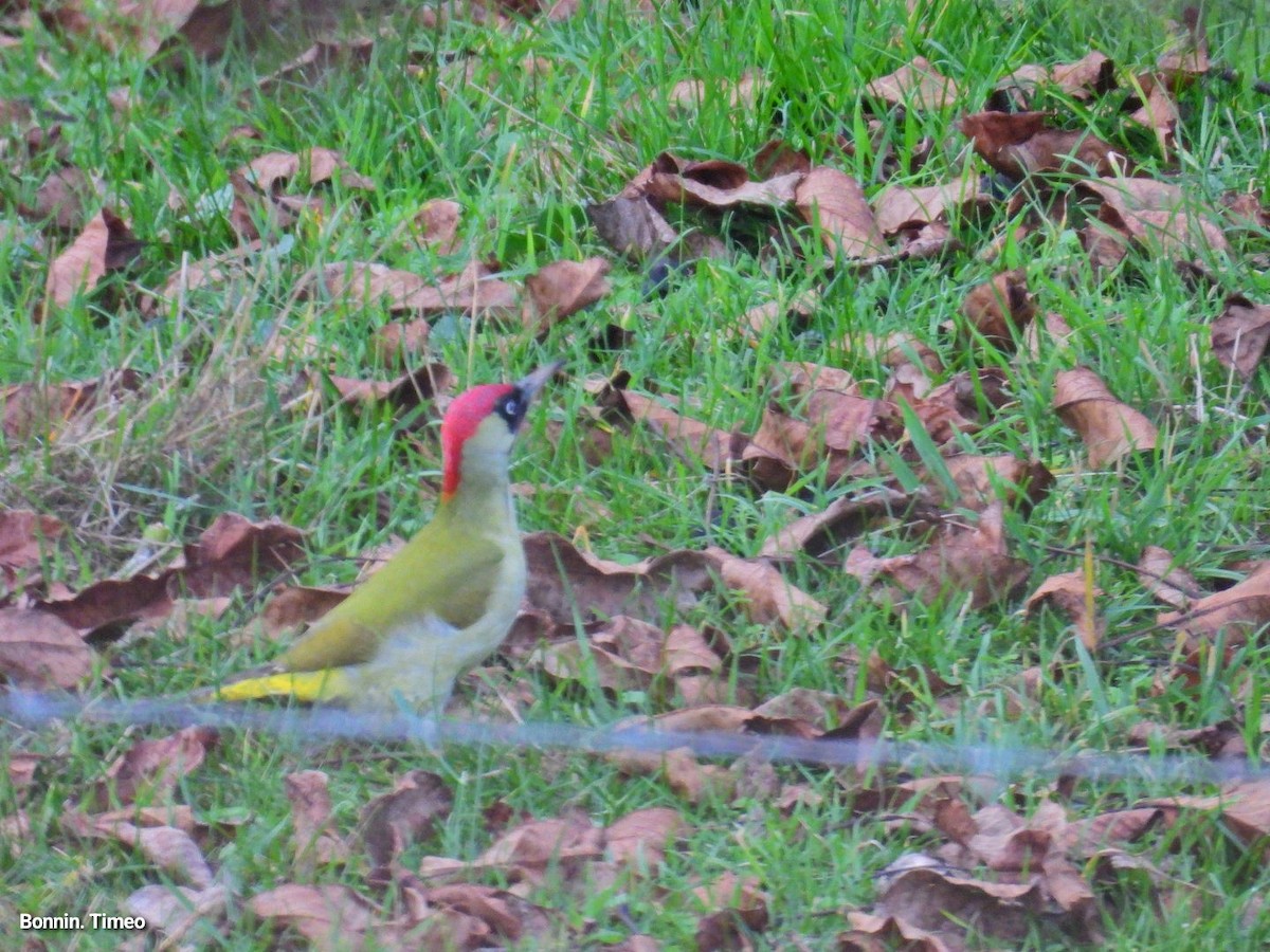 נקר ירוק - ML644752212