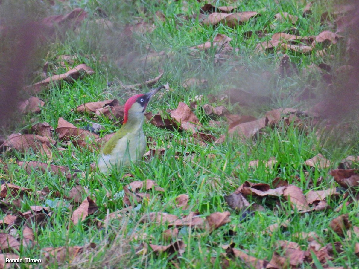 Eurasian Green Woodpecker - ML644752213