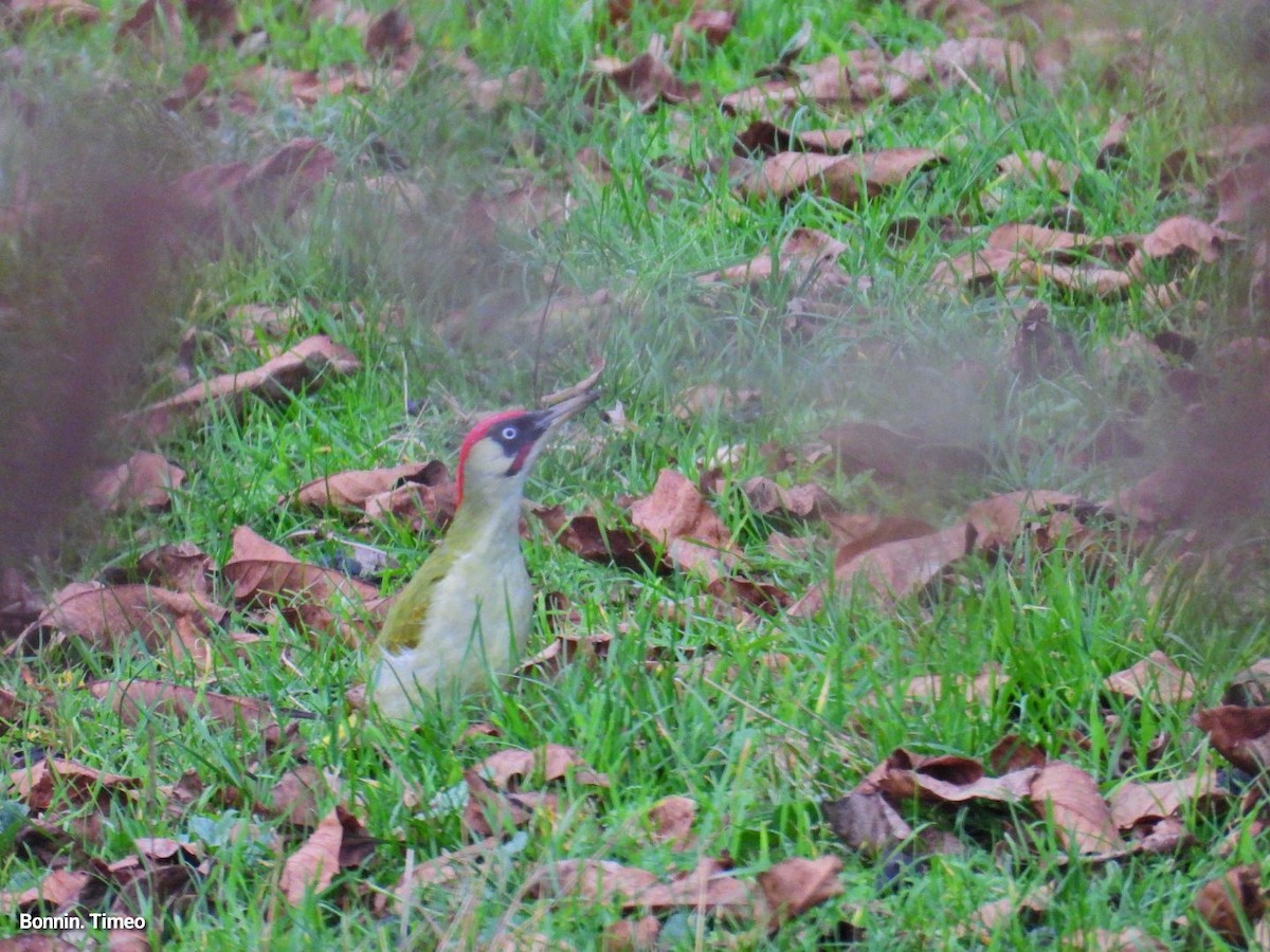 Eurasian Green Woodpecker - ML644752214