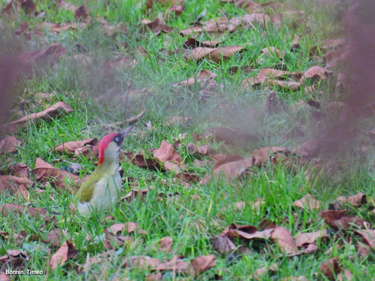 Eurasian Green Woodpecker - ML644752215