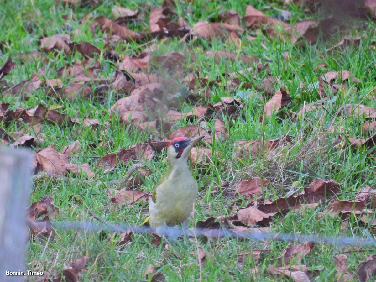 Eurasian Green Woodpecker - ML644752216