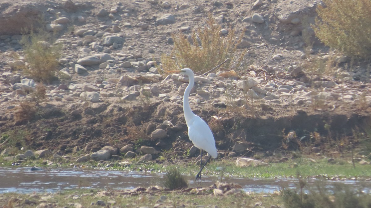 Great Egret - ML644752217